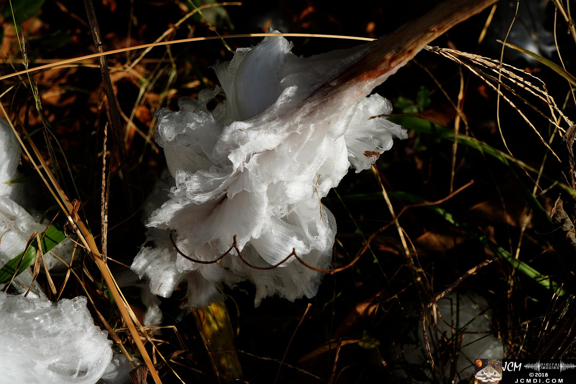 Ice Flowers at Old Hickory Lake, TN